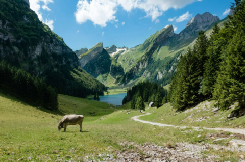 Suisse